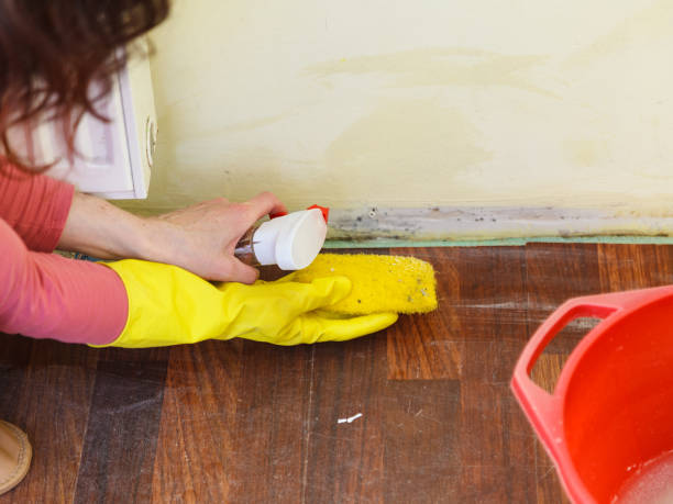 Mold Odor Removal Services in Massapequa, NY